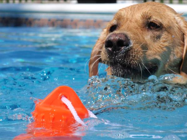 /images/uploads/griffin pond animal shelter/loveyourpet2018/entries/6565thumb.jpg